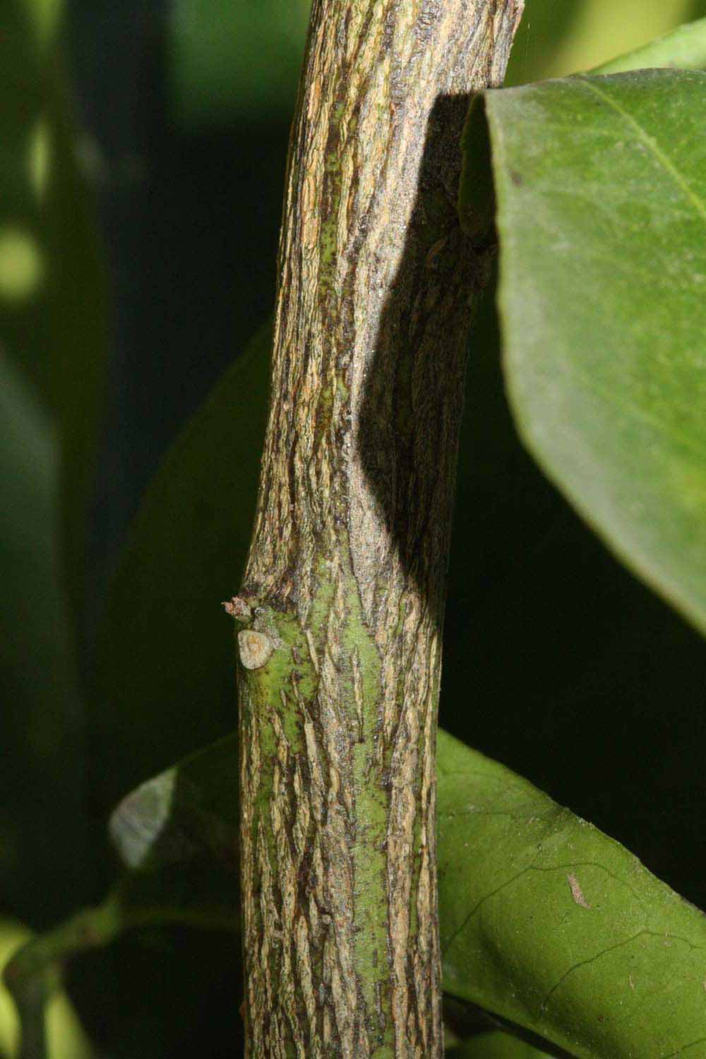              Second - third year twig (Riverside, CA)       